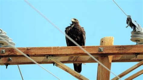 蛇山火事|電線にとまる鳥、ときには感電する 山火事の原因に。